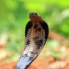 cobra