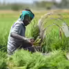 farmers