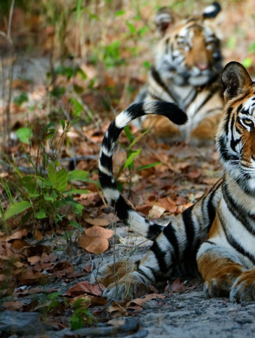 bor tiger reserve