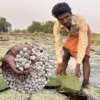 makhana-foxnut